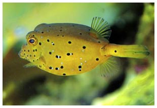 Mr. Boxfish